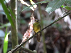 Tricholestes criniger