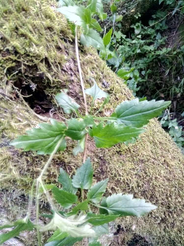 Evergreen Clematis (Clematis cirrhosa)