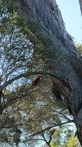 Western Rosella