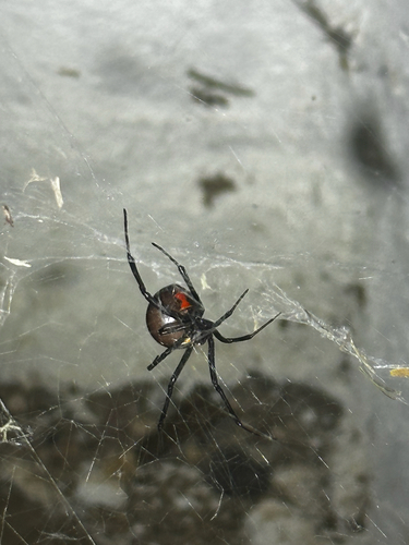 Western Black Widow