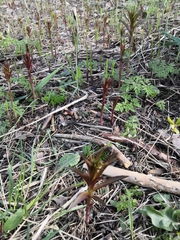 Chamaenerion angustifolium