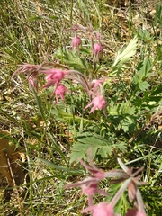 Geum triflorum