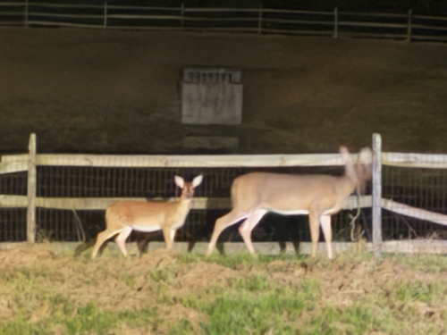 White-tailed Deer