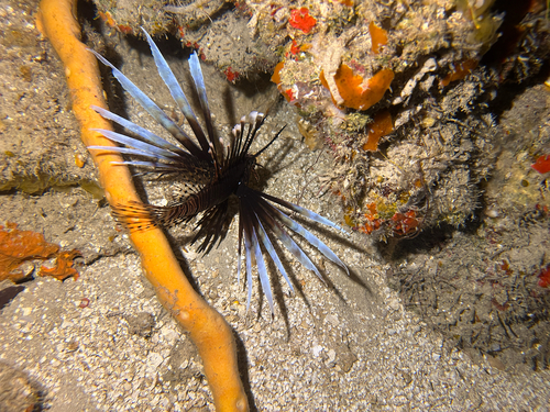 Common Lionfish