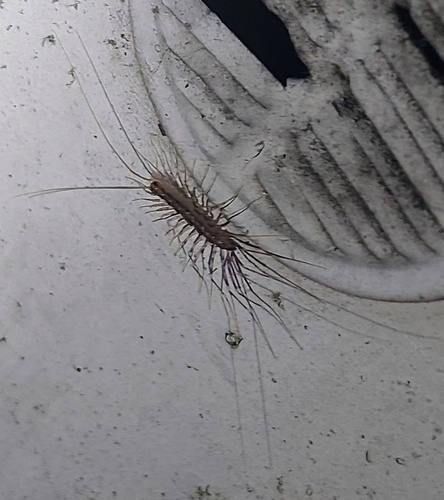 House Centipede