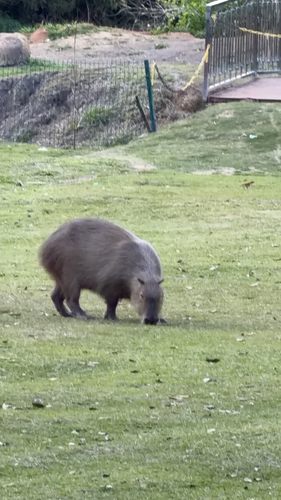 Capybara
