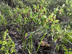 Vaccinium myrtillus