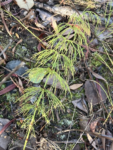 wood horsetail