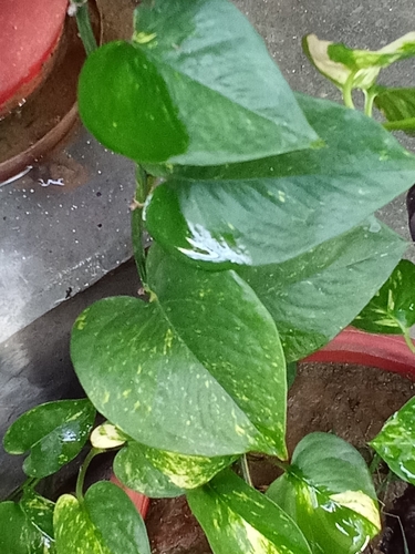 Golden Pothos