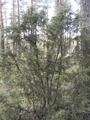 Juniperus communis