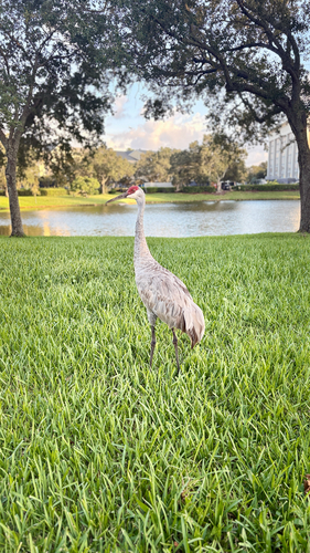 Sandhill Crane