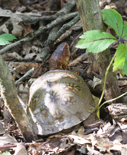 Three-toed Box Turtle