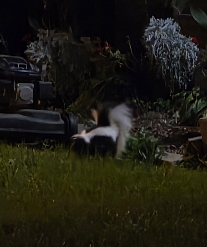 Striped Skunk