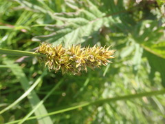 Carex otrubae