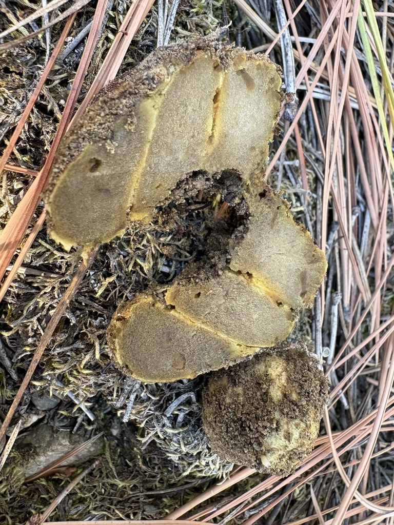 Truncocolumella citrina · September 2026 · photo: Photo: (c) sylbobaggins, some rights reserved (CC BY) · iNaturalist