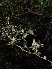 Aphloia theiformis, photograph author not stated, no rights reserved