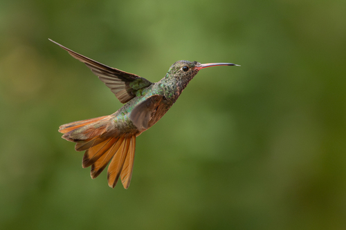 Buff-bellied Hummingbird