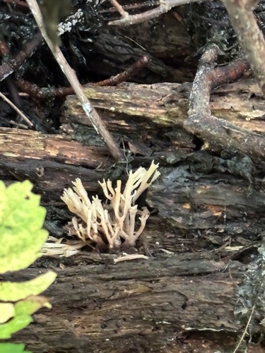 crown-tipped coral fungus