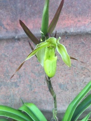 Phragmipedium