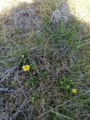 Potentilla erecta