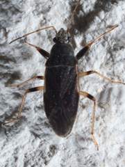 Perigenes similis