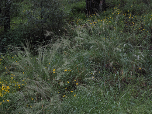 Muhlenbergia longiligula observed 2026-09-08