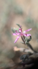 Frankenia salina, photograph (c) My-Lan Le, some rights reserved (CC BY)