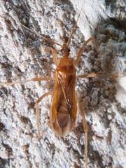 Oncerotrachelus pallidus