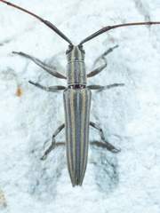 Hippopsis lemniscata