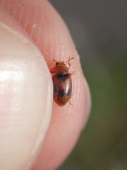 Coccidula scutellata