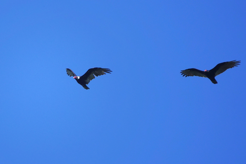 Turkey Vulture