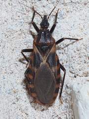 Triatoma lecticularia