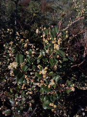 Aphloia theiformis