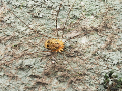 Gagrellopsis nodulifera