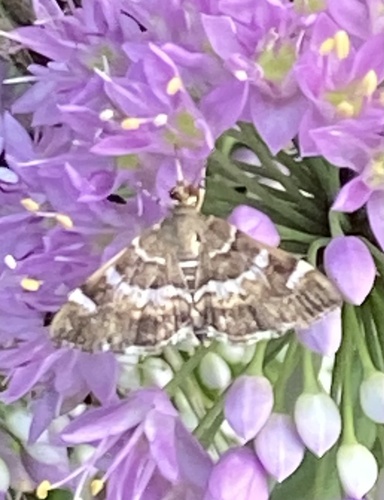 Spotted Beet Webworm Moth