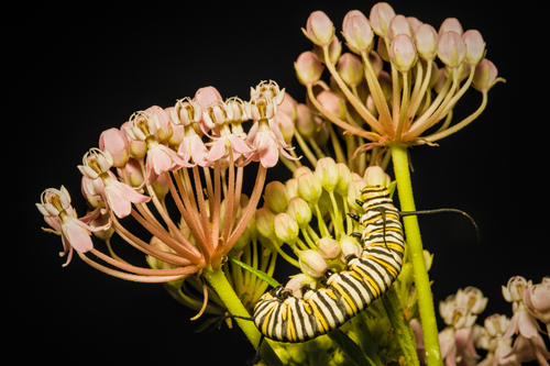 Monarch