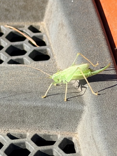 Oak Bush-cricket