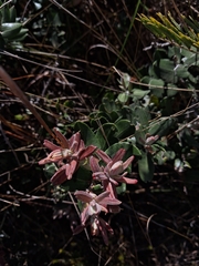 Agarista buxifolia