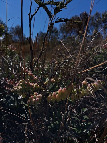 Agarista buxifolia, photograph 2