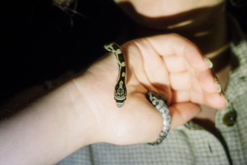 Western Ratsnake