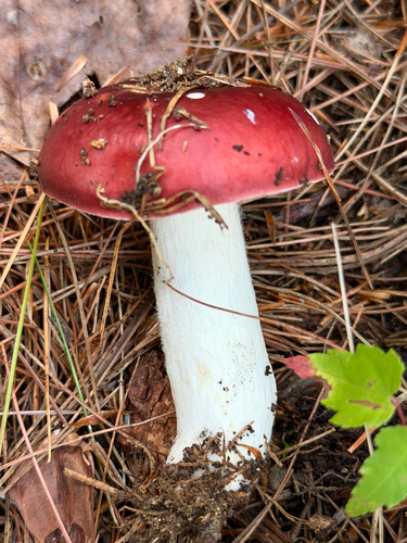 Russula emetica — (c) Eli Talhouk, some rights reserved (CC BY)