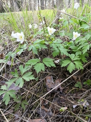 Anemonoides nemorosa
