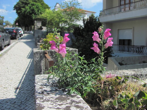 Antirrhinum linkianum