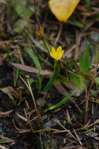 Sisyrinchium californicum