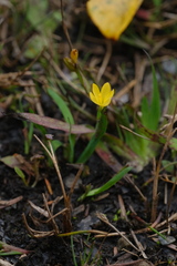 Sisyrinchium californicum