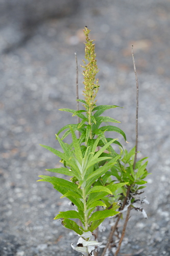 Artemisia suksdorfii, photograph 1