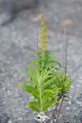Artemisia suksdorfii