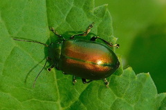 Oreina sulcata