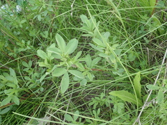 Medicago sativa