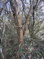 Myrcianthes gigantea